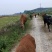 湖北本地小牛