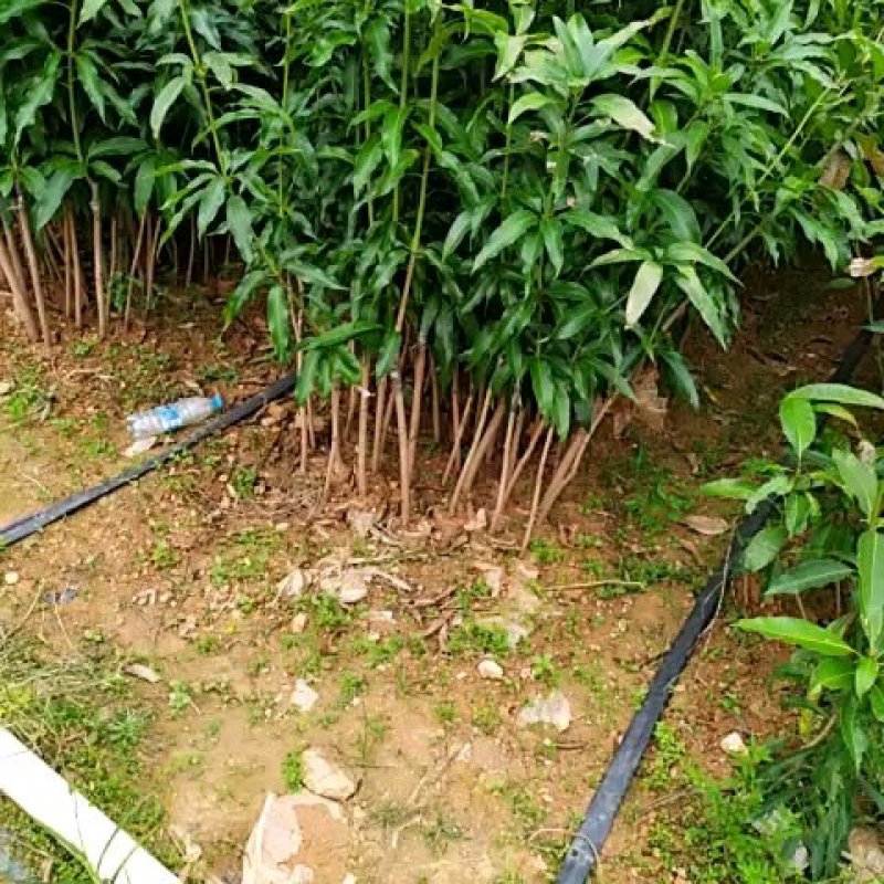芒果苗（台农，贵妃，金煌）