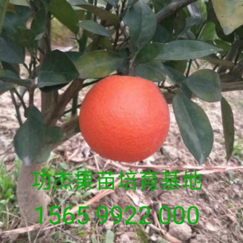 芒果苗