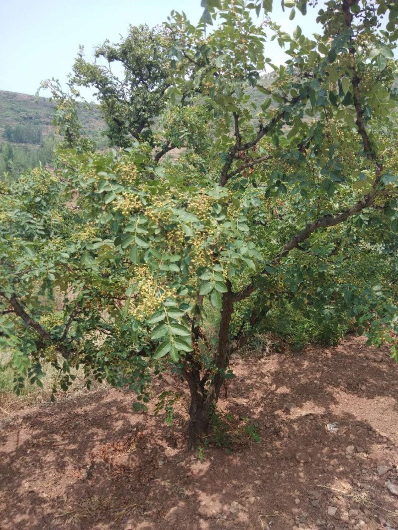 鲜花椒