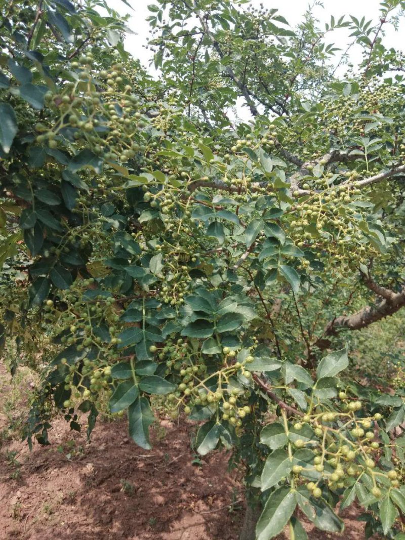 鲜花椒