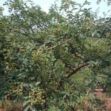 鲜花椒