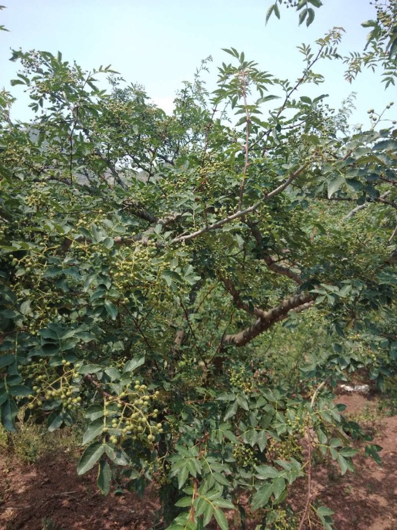 鲜花椒