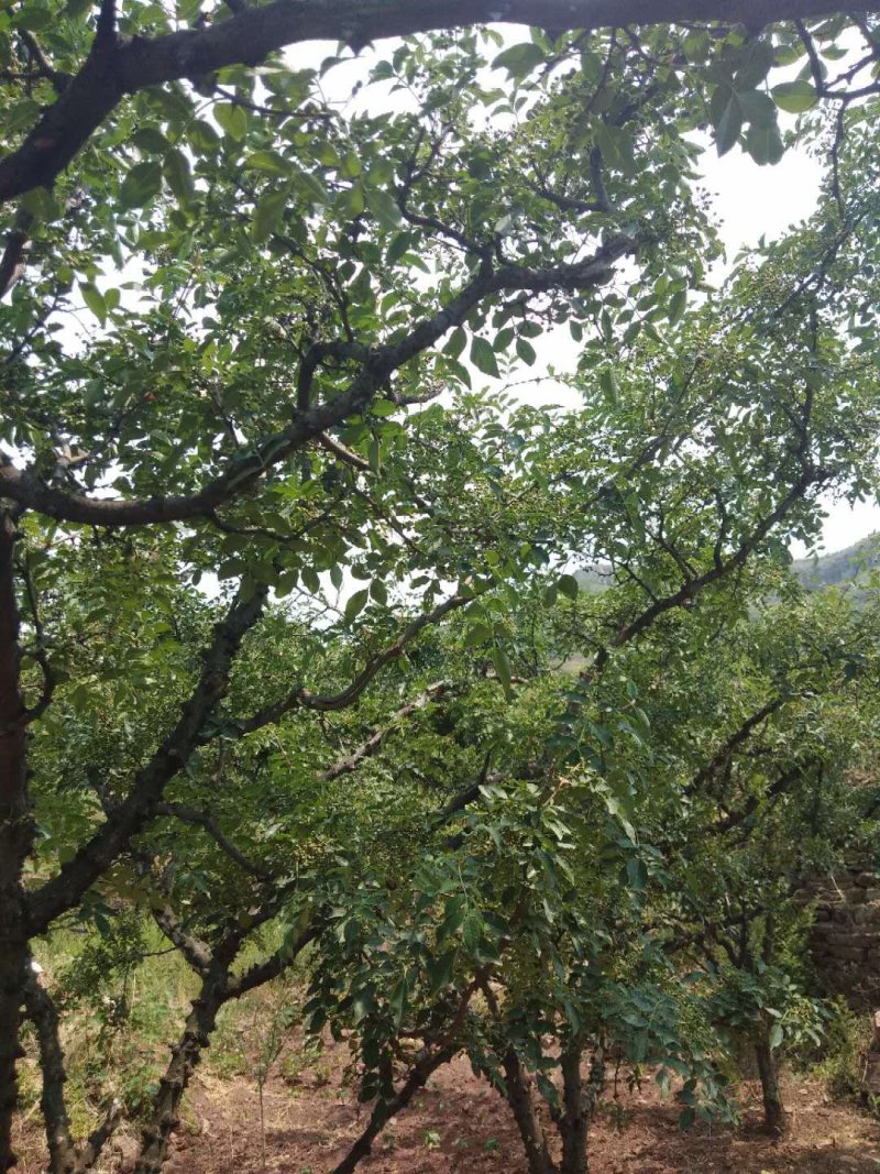 鲜花椒