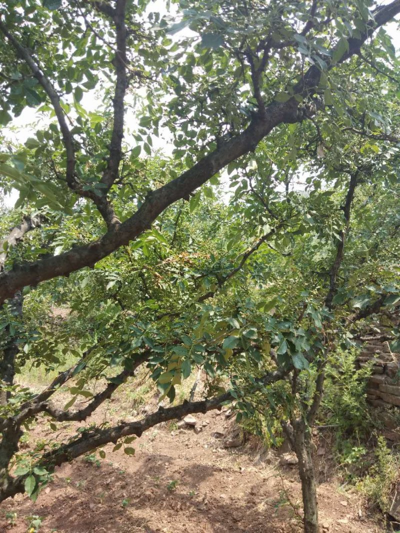 鲜花椒