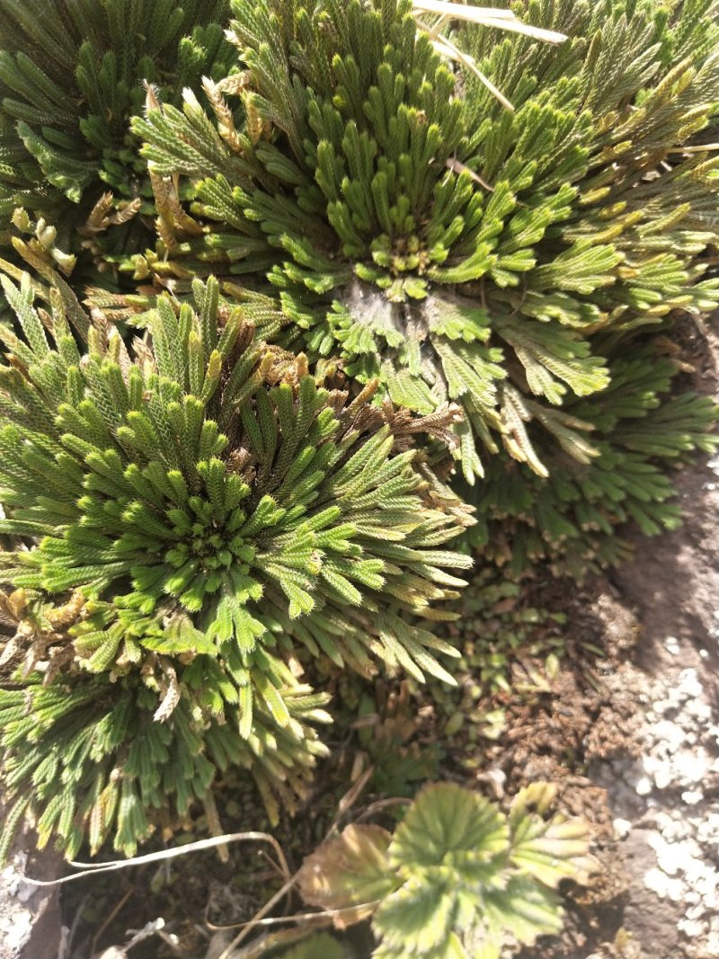 卷柏还魂草