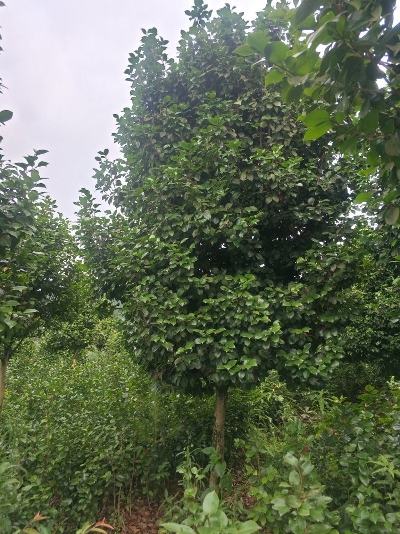 茶花，山茶花，高杆，茶花，四川宜宾茶花种植基地