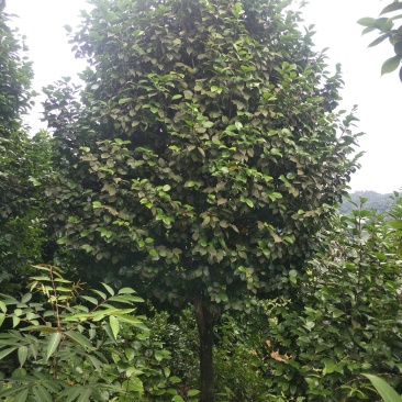 茶花，山茶花，高杆，茶花，四川宜宾茶花种植基地
