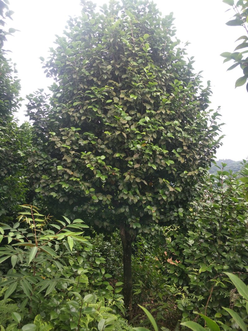 茶花，山茶花，高杆，茶花，四川宜宾茶花种植基地