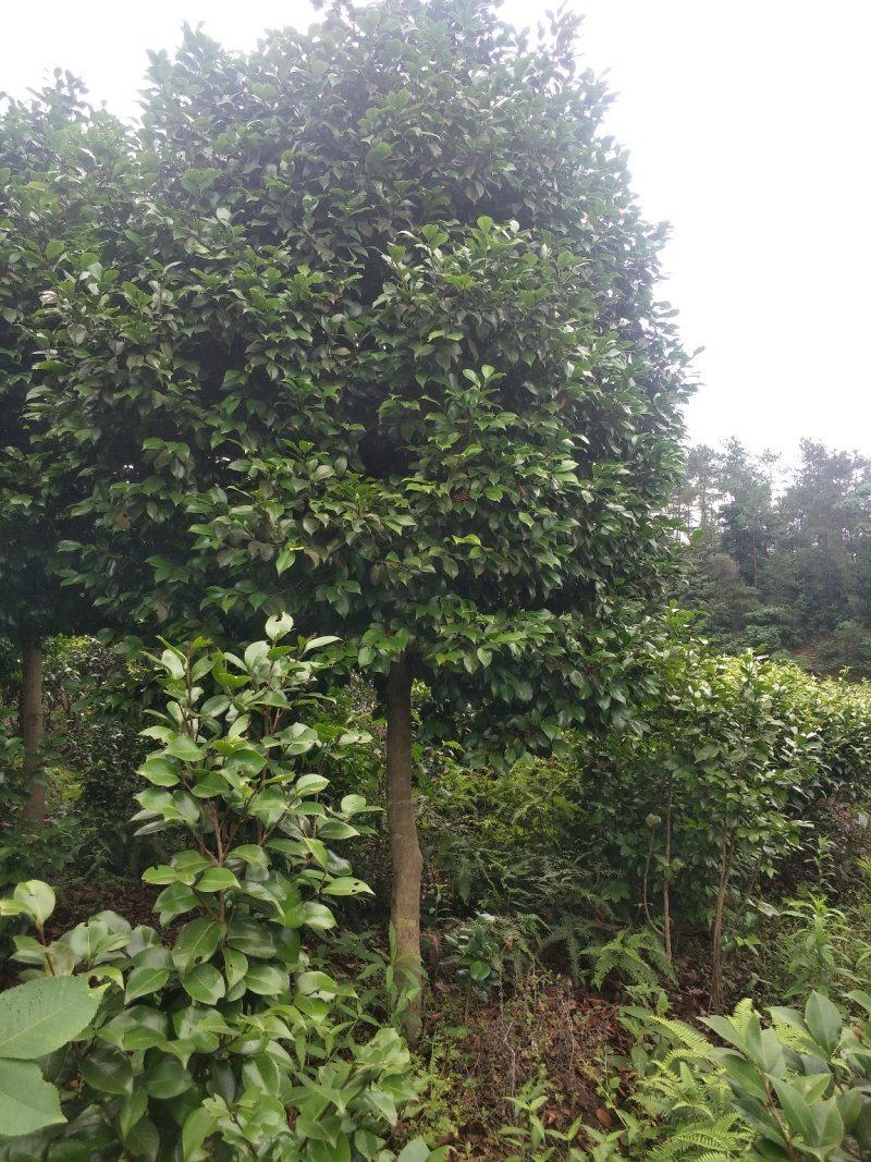 茶花，山茶花，高杆，茶花，四川宜宾茶花种植基地