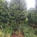 茶花，山茶花，高杆，茶花，四川宜宾茶花种植基地