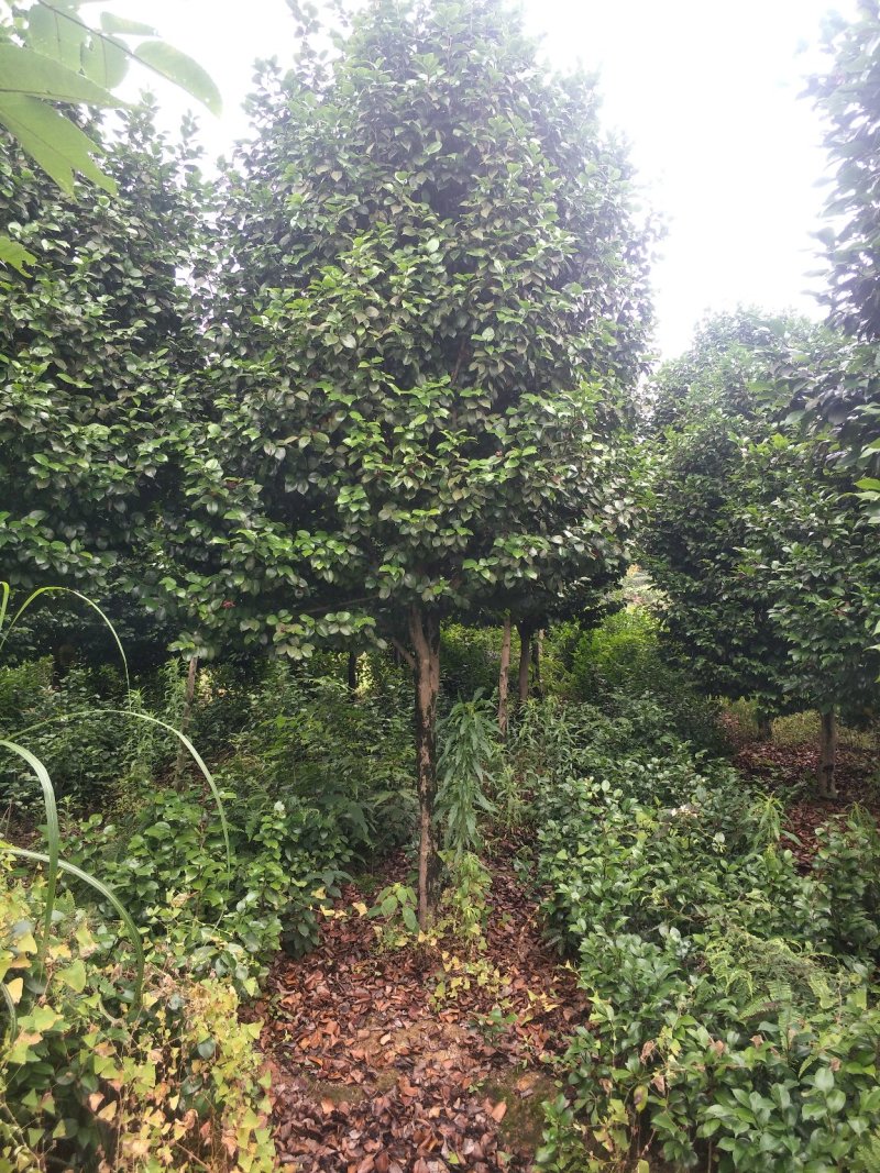 茶花，山茶花，高杆，茶花，四川宜宾茶花种植基地