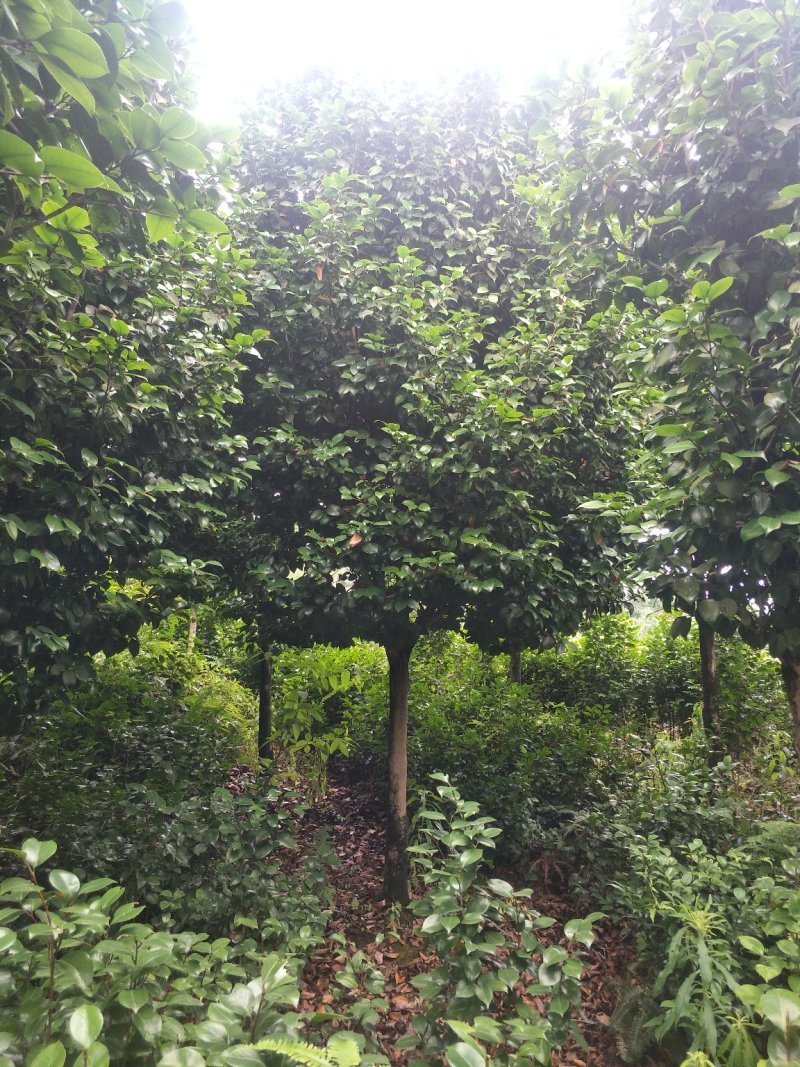 茶花，山茶花，高杆，茶花，四川宜宾茶花种植基地