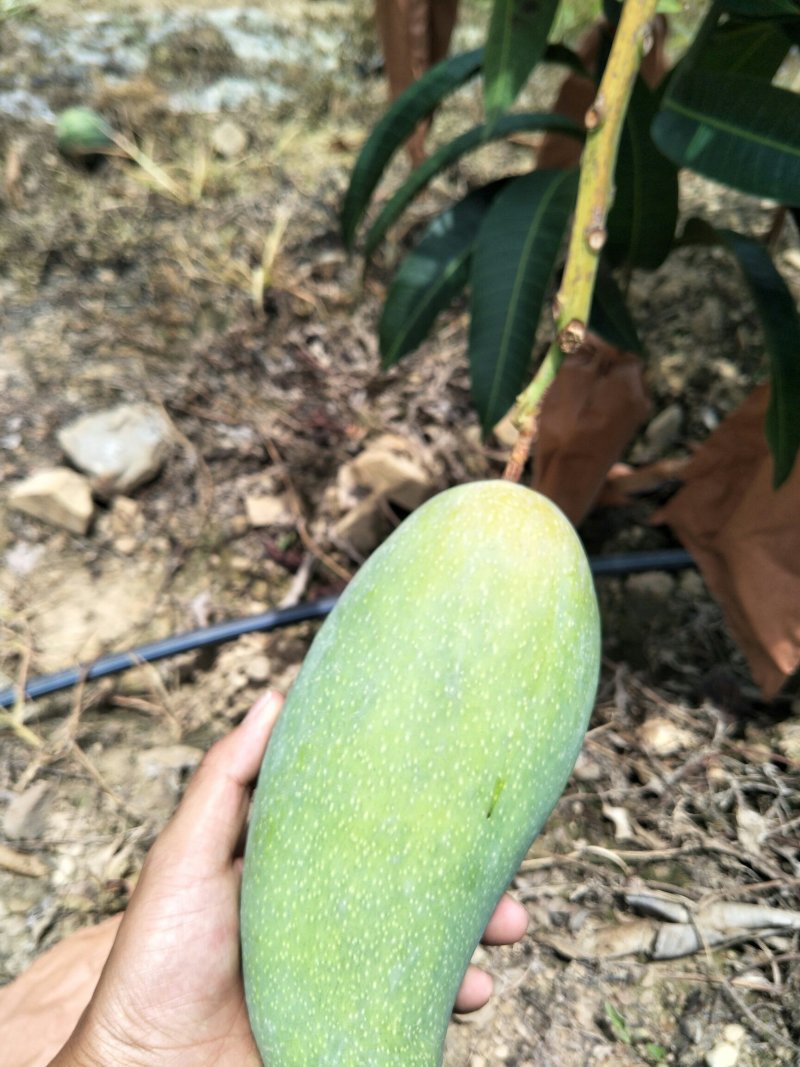 金煌芒