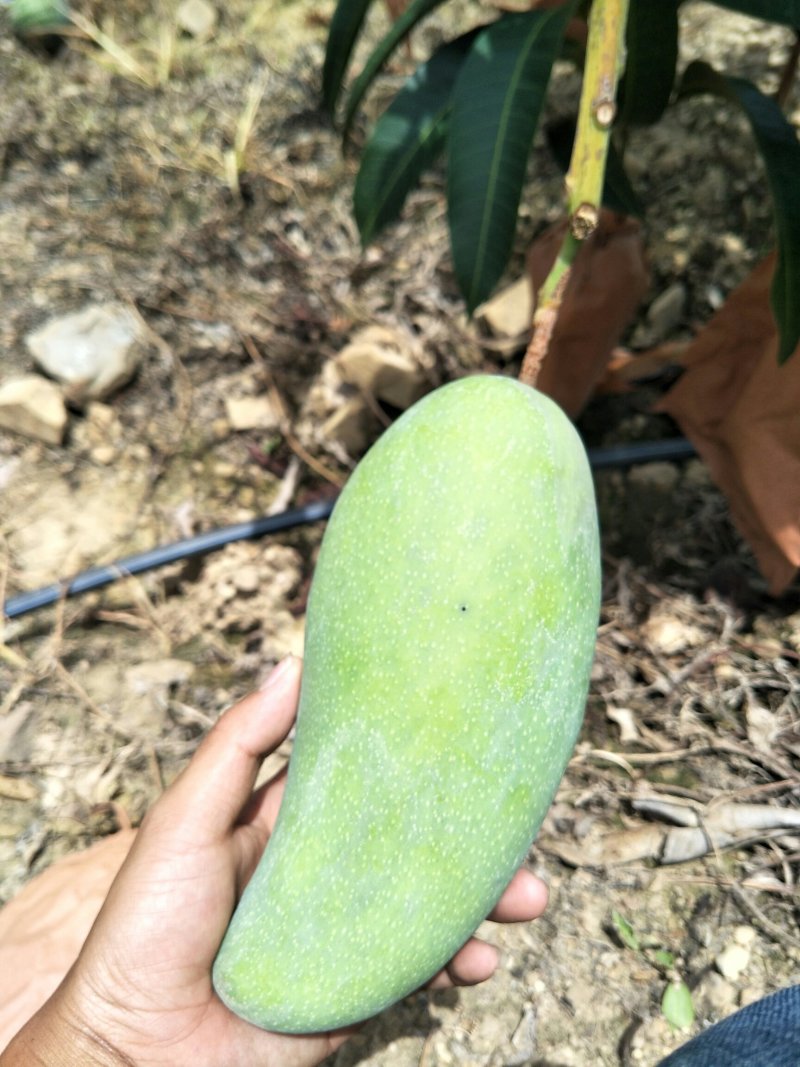 金煌芒