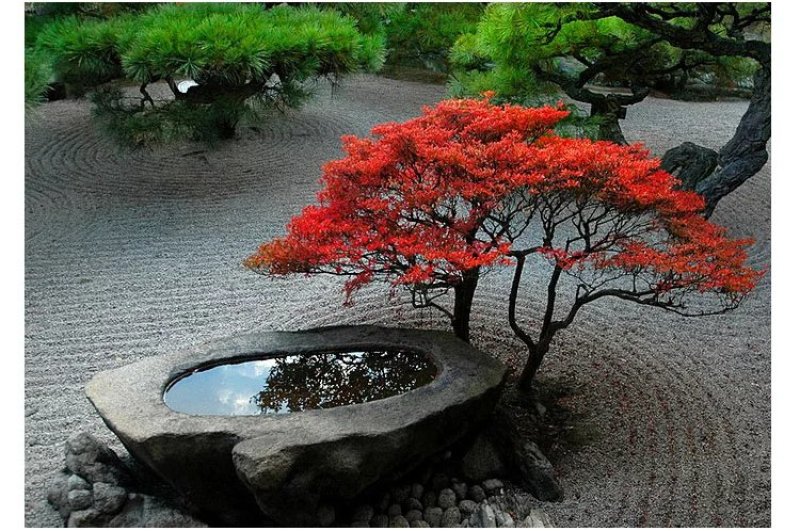 石头盆景，鱼缸特价特价特价