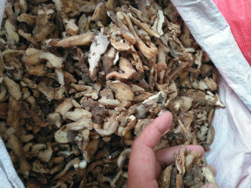 黄精生黄精优选精品批发零售