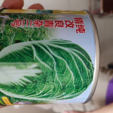 大白菜种精纯改良青杂三号大白菜种子
