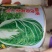 大白菜种精纯改良青杂三号大白菜种子