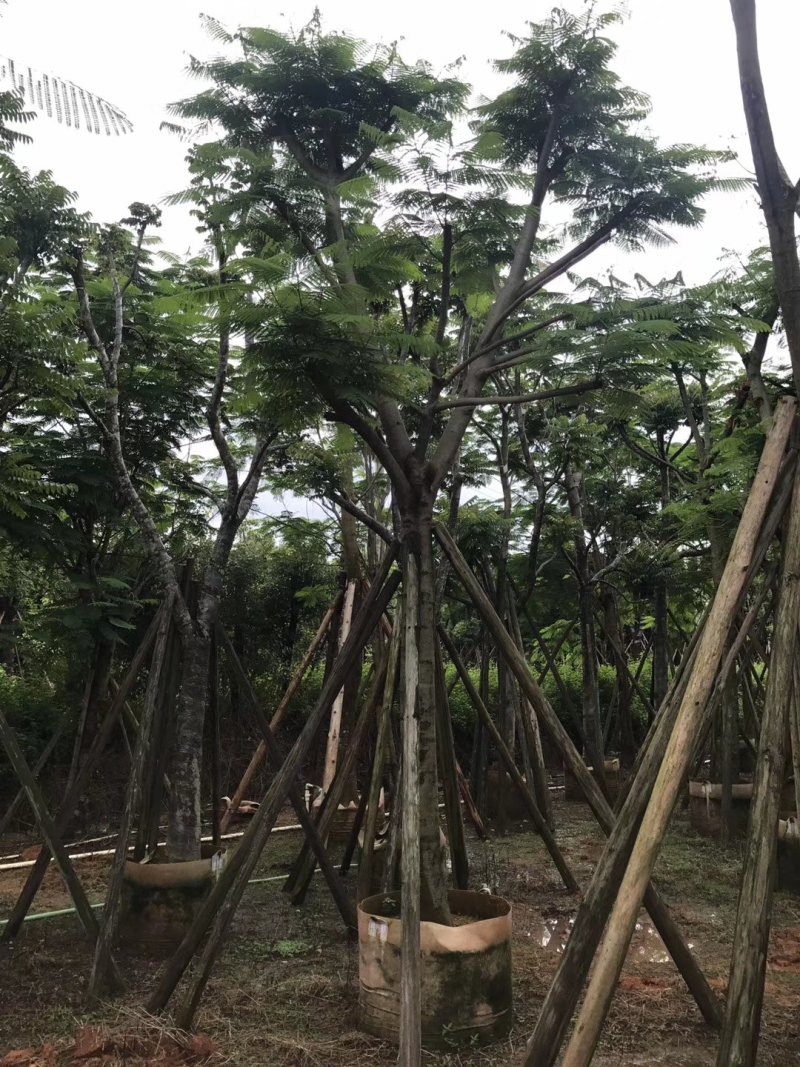 凤凰木（广东普宁凤凰木供应商）（广东普宁凤凰木批发商）