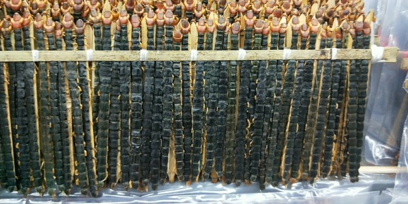包邮包含量蜈蚣湖北红头蜈蚣无接条无断支
