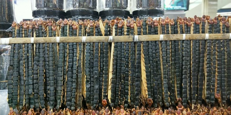 包邮包含量蜈蚣湖北红头蜈蚣无接条无断支