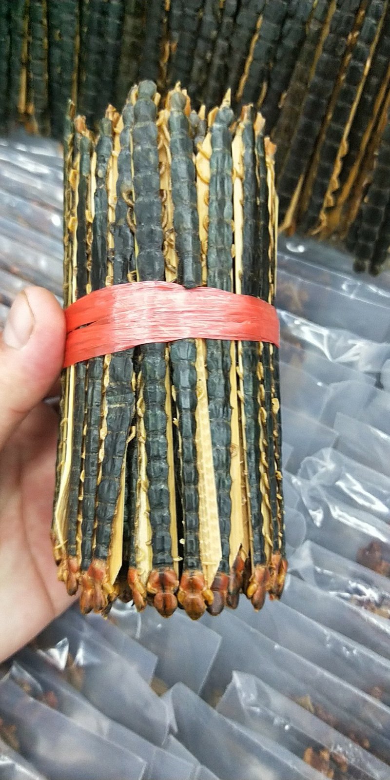 包邮包含量蜈蚣湖北红头蜈蚣无接条无断支