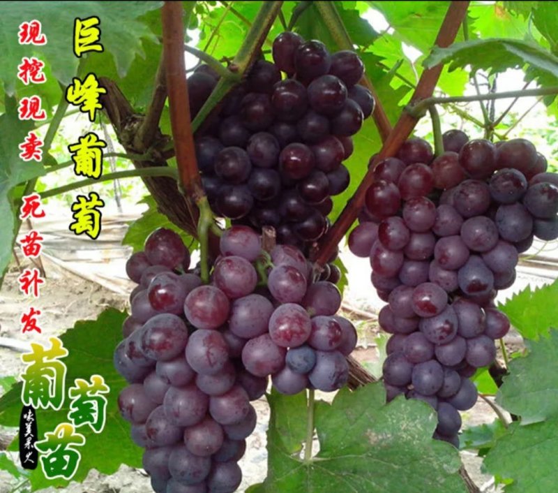 巨峰葡萄苗产量高果实大品种保证包技术