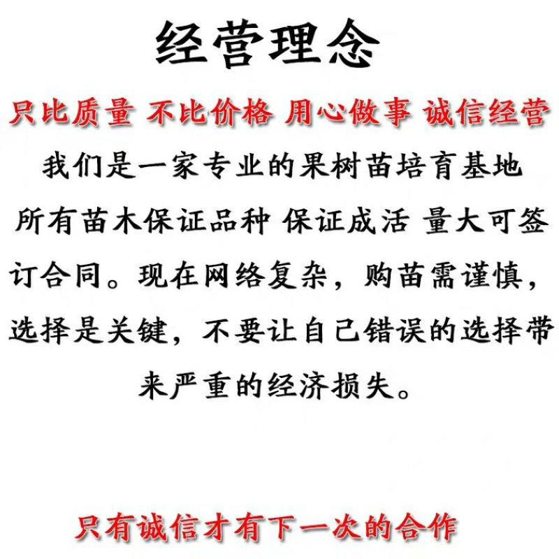 巨峰葡萄苗产量高果实大品种保证包技术
