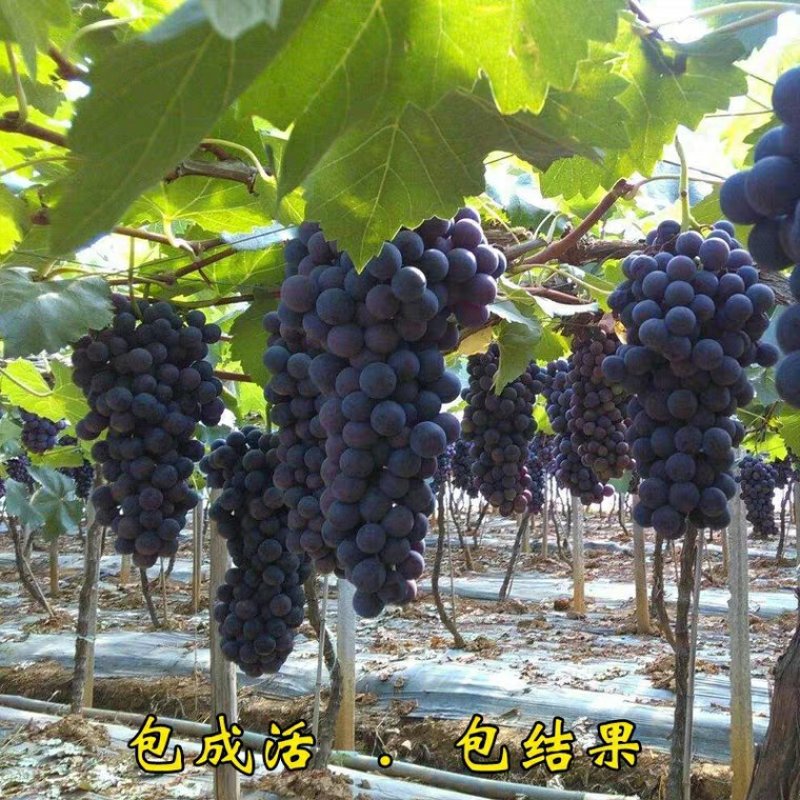 巨峰葡萄苗产量高果实大品种保证包技术