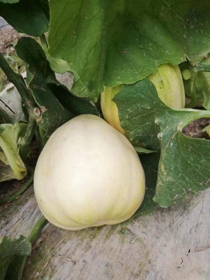忻州本地明地甜瓜大量上市