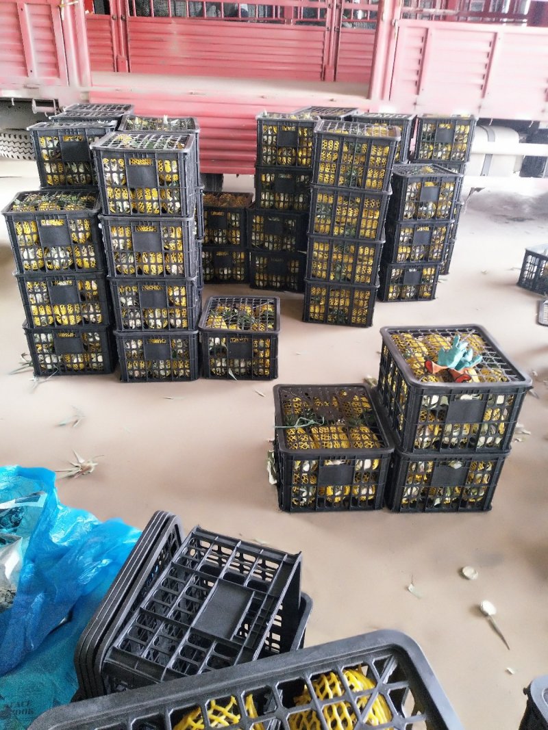 西双版纳无眼凤梨，糖份高口味好，香甜可口，真正的生态水果