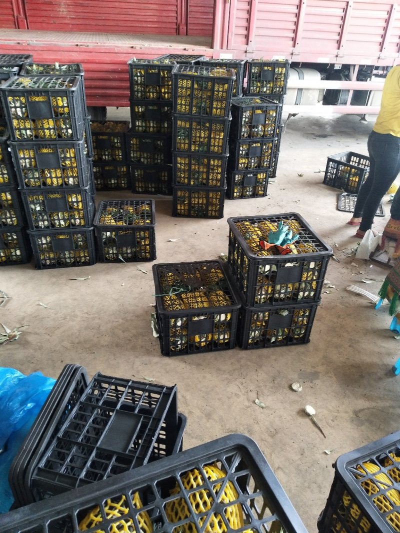 西双版纳无眼凤梨，糖份高口味好，香甜可口，真正的生态水果