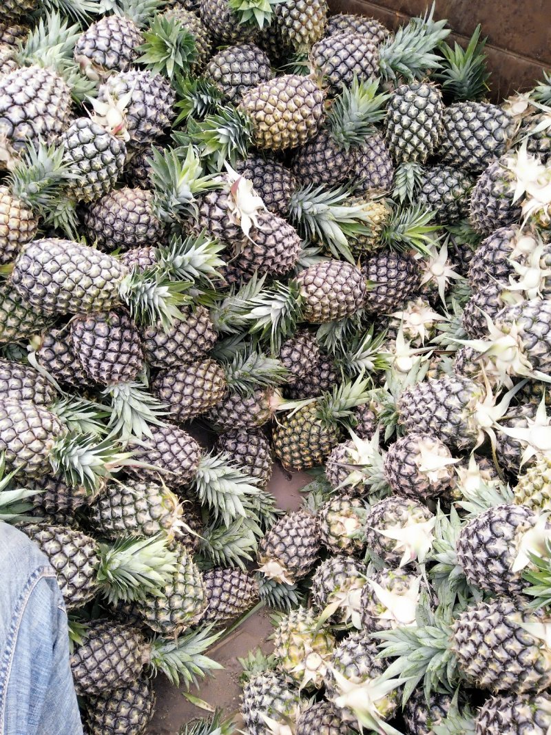 西双版纳无眼凤梨，糖份高口味好，香甜可口，真正的生态水果