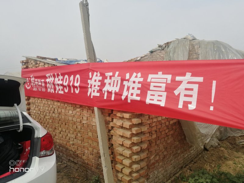 【精】郑研甜娃919西瓜种子800粒，相信品牌的力量！
