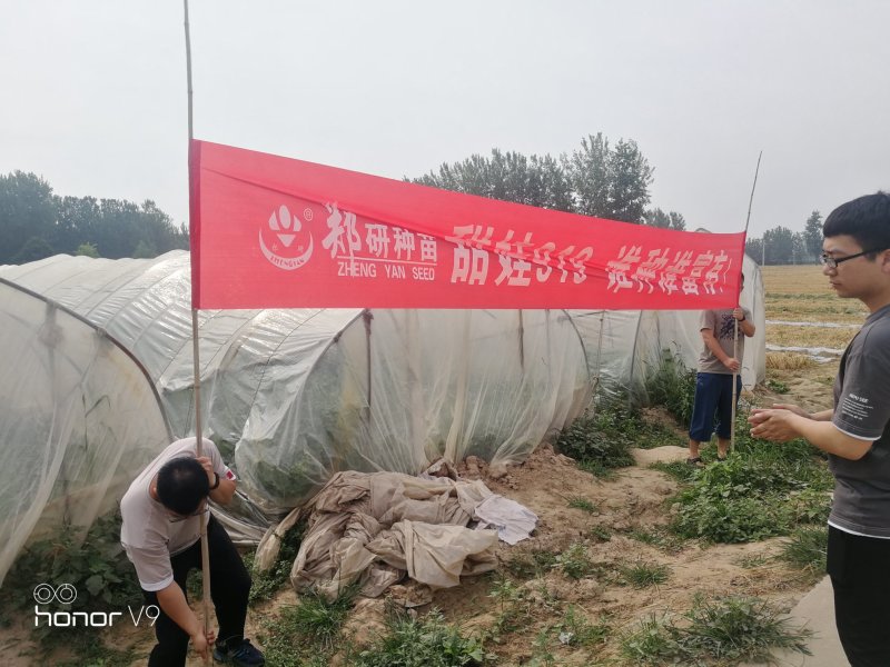 【精】郑研甜娃919西瓜种子800粒，相信品牌的力量！