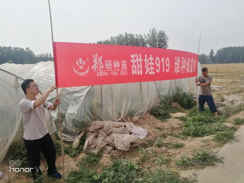 【精】郑研甜娃919西瓜种子800粒，相信品牌的力量！