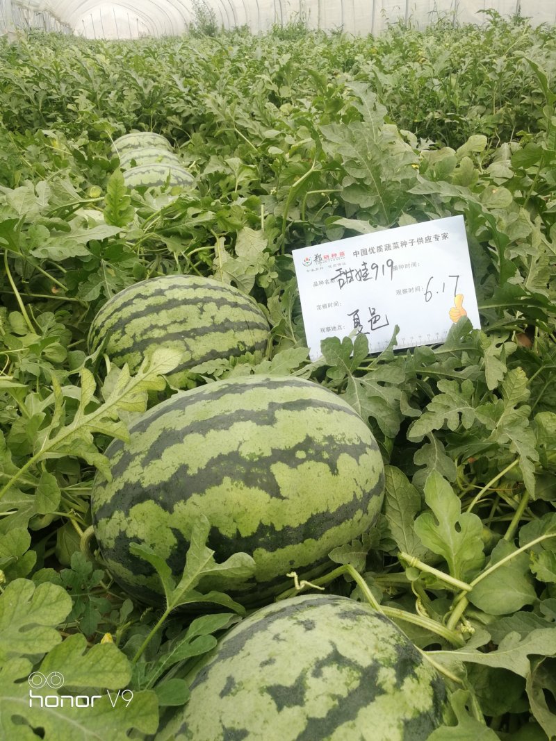 【精】郑研甜娃919西瓜种子800粒，相信品牌的力量！