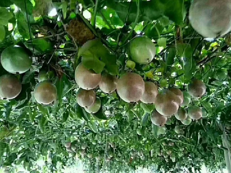 紫香一号百香果百香果台农百香果专业代办大量供应电商市场