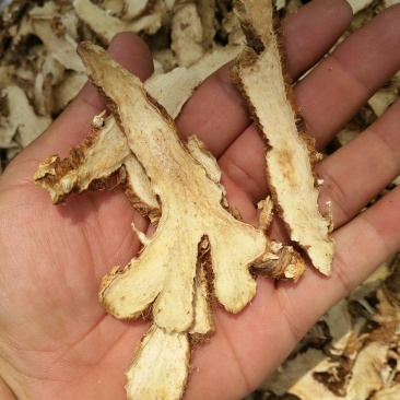 知母片优质精选批发零售长期供货