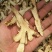 知母片优质精选批发零售长期供货