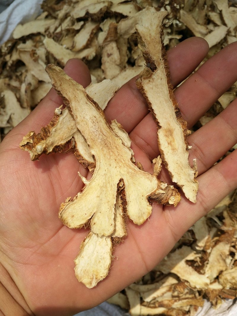 知母片优质精选批发零售长期供货