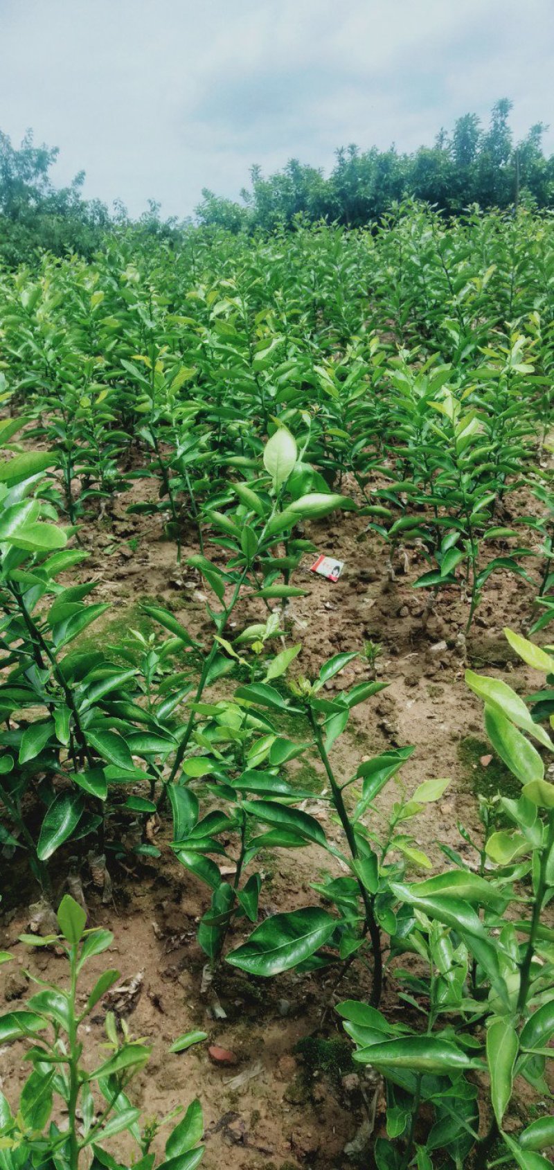 不知火柑橘苗(基地直供，品种纯正