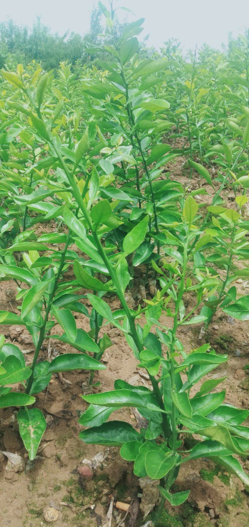 不知火柑橘苗(基地直供，品种纯正