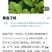 算盘子根