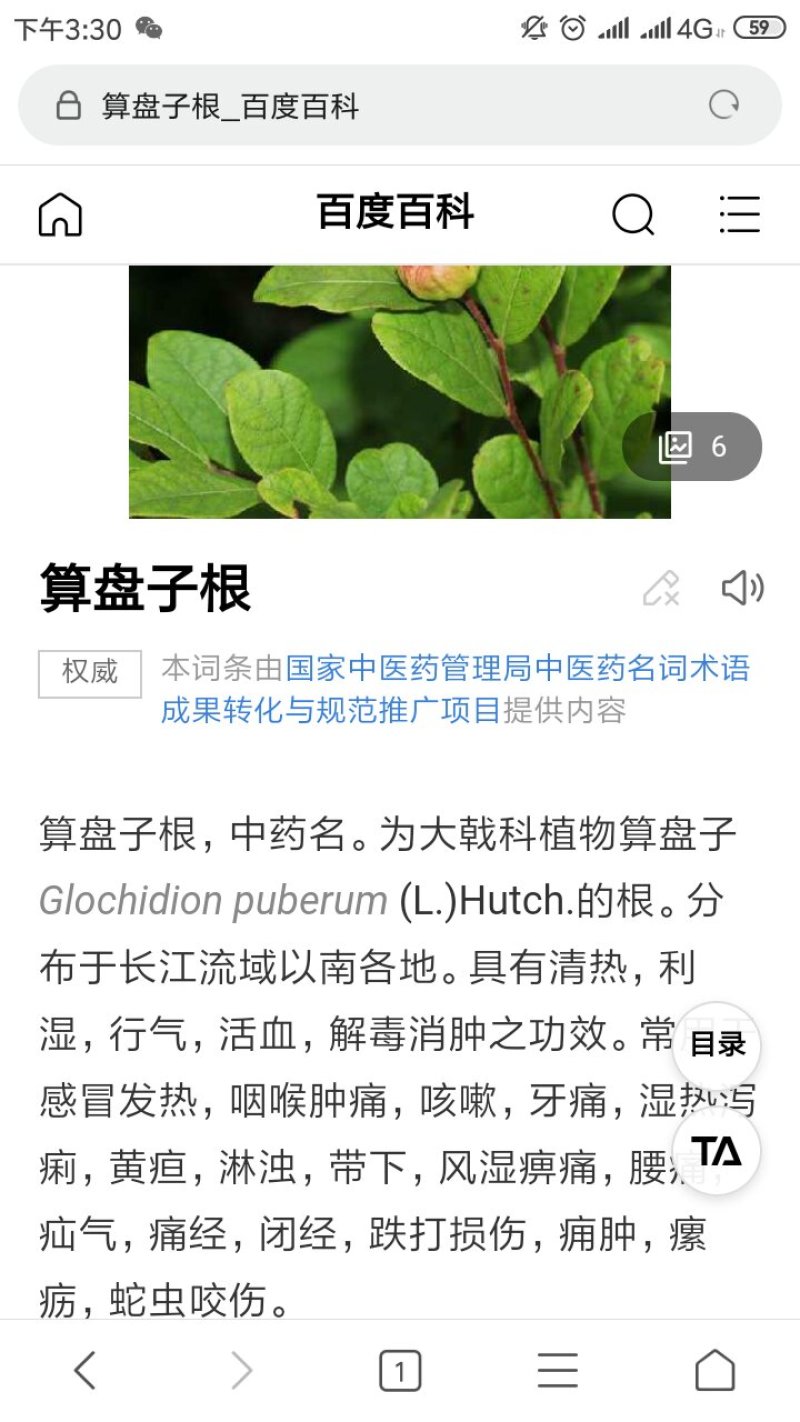 算盘子根