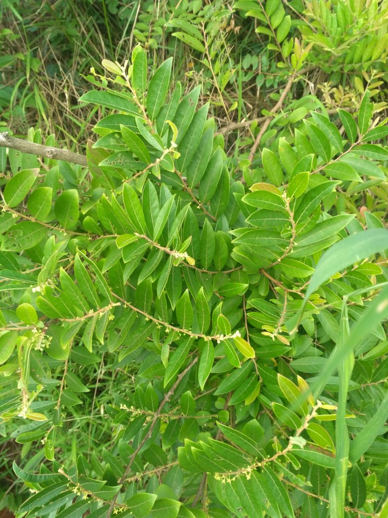 算盘子根