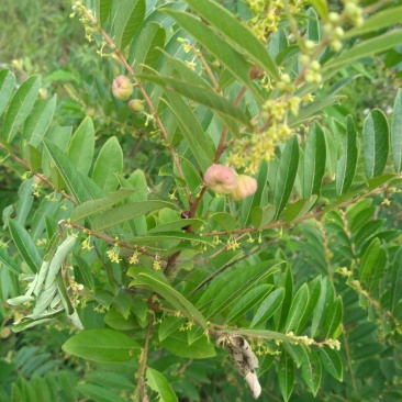 算盘子根