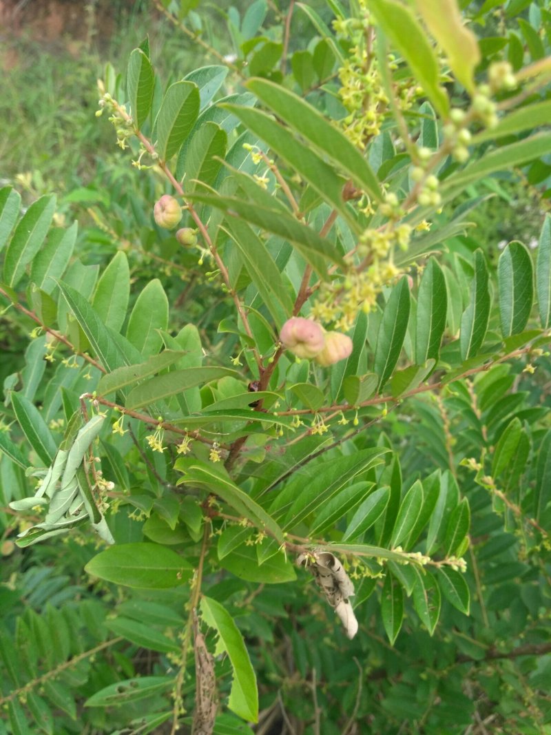 算盘子根