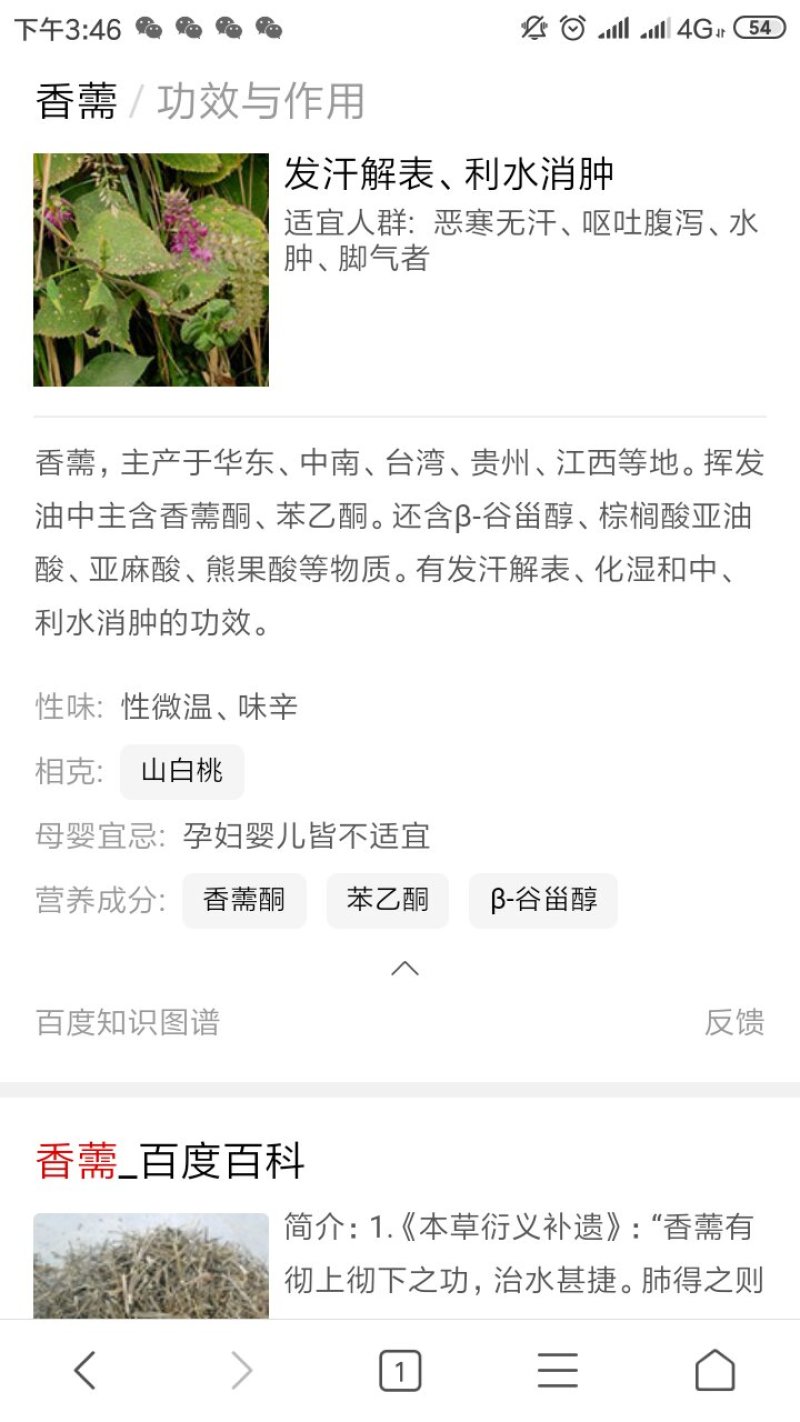 香薷草(干品